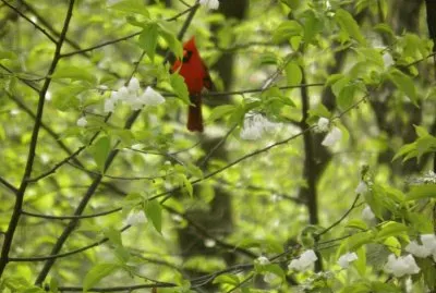 Cardinal in basswood tree jigsaw puzzle