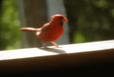 Cardinal jigsaw puzzle