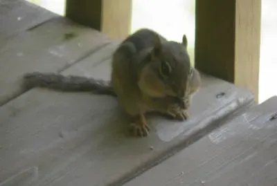 Hoover the chipmunk