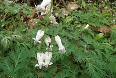 Wildflowers on the trail