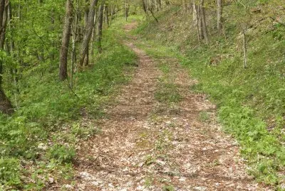 פאזל של Trail in the woods