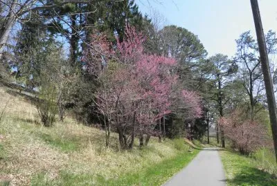 Path at Lake Junaluska
