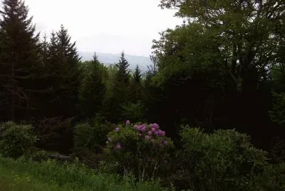 Rhododendron Brushy Fork