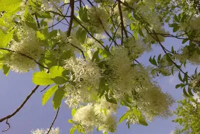 Fringe Tree
