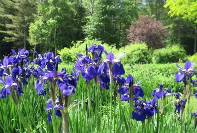 פאזל של Mercer, maine