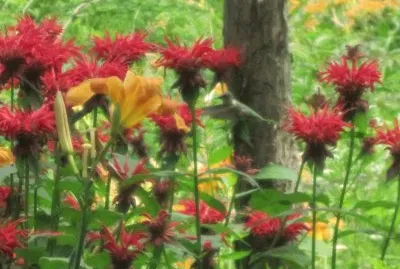 Hummer in Bee Balm