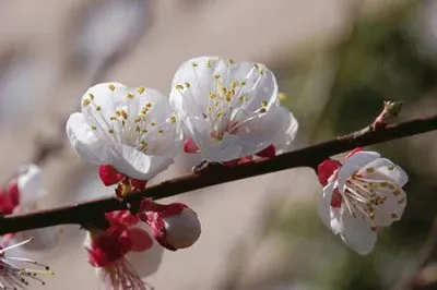 amandier jigsaw puzzle