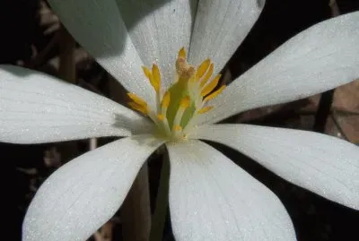 sanguinaire du canada jigsaw puzzle