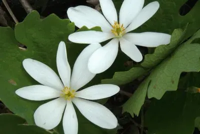 sanguinaire du canada jigsaw puzzle