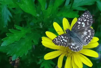 Mariposa y margaritas