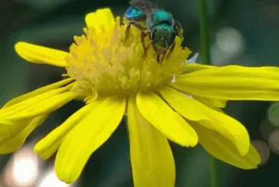 Avispon verde y marguita