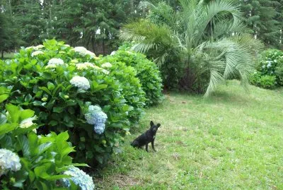 dog anonimo