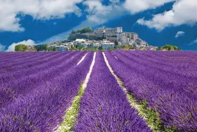 champ de lavandes jigsaw puzzle