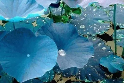 פאזל של fleurs