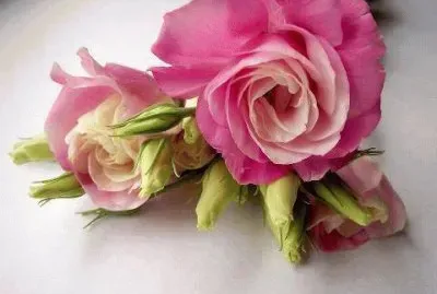 פאזל של fleurs: lisianthus