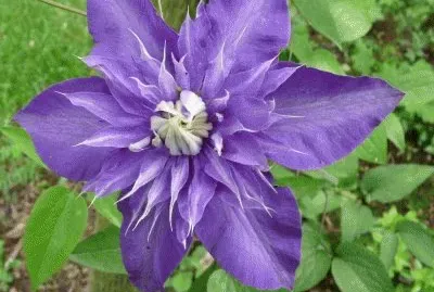 פאזל של fleurs: clÃ©matites