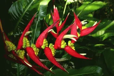 fleurs:hÃ©liconia