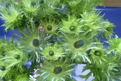 fleurs: chardons