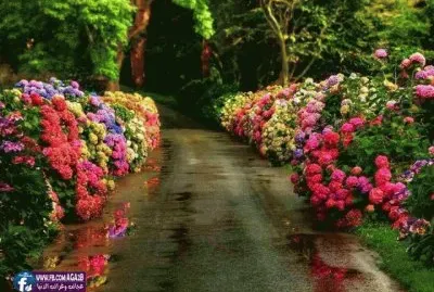 פאזל של jardim