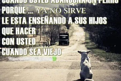 PERRO ABANDONADO.