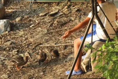 Feeding the ducks on the riverbank