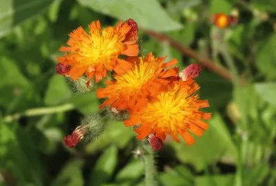 Orange flowers