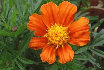 פאזל של Awesome orange