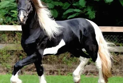 CABALLO.