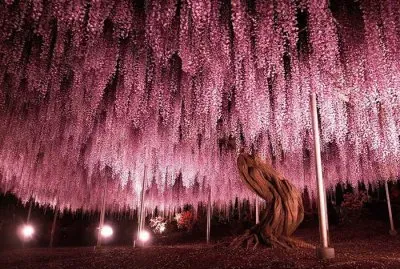 arbol de Glisinas.