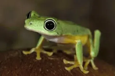 frog 2