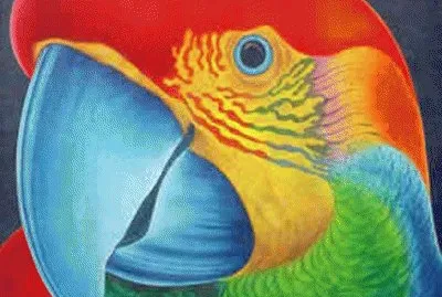 Arara