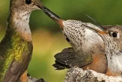 - beija flor,(@) jigsaw puzzle