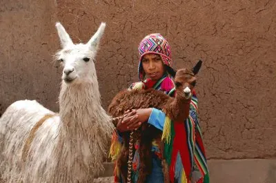 Peru Llama