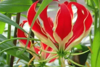 gloriosa jigsaw puzzle