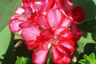 geranium lierre