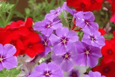 phlox