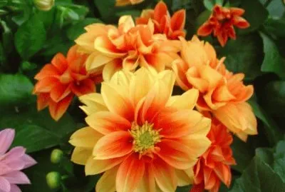 פאזל של dahlias