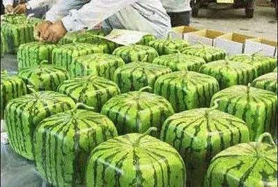 sandias cuadradas jigsaw puzzle