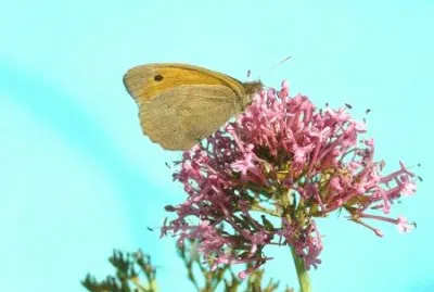 papillon jigsaw puzzle
