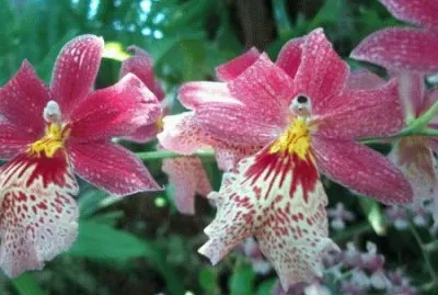 orchidÃ©e jigsaw puzzle