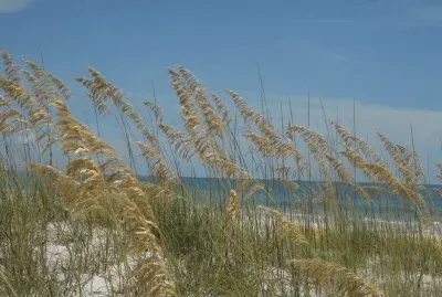 sea oats on Madeira Beach, Florida