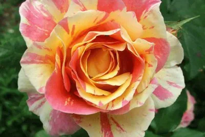 Claude Monet Rose