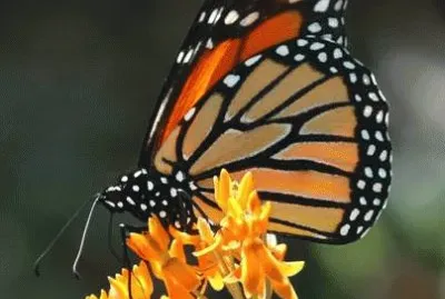 mariposa jigsaw puzzle