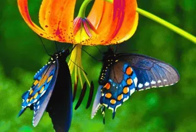 MULTICOLORES jigsaw puzzle