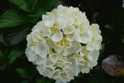 HORTENCIAS