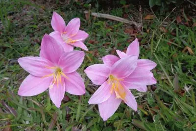 פאזל של MARGARITAS