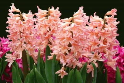 jacinthes jigsaw puzzle