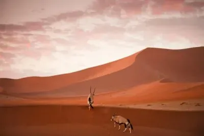 - oryx mamiferos bovÃ­deos nativos da,(africa/ArÃ¡bia)