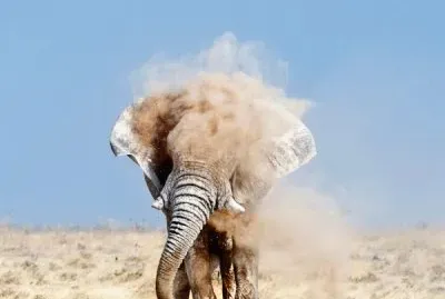 elefante, 4 metros de altura, mais 4 t. de peso