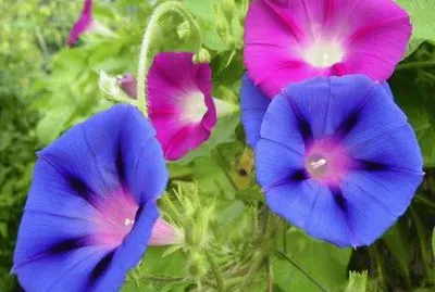 corda de viola,(ipomoea purpurea),nativa do mexico